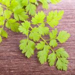 Microgreens Seeds: Chervil, Curved – 1 Lb – Growing Micro Herbs