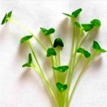 Black Chia Microgreens Seeds – 1 Lb Seed – Grow Micro Greens