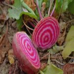 Chioggia Beet Seeds – 1 Oz – Heirloom, Microgreens – Bullseye Beet