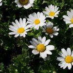 Snowland Chrysanthemum – 1000 Seeds – Annual Flower Gardening Seeds