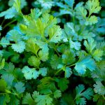 Cilantro Microgreens Seeds – 4 Oz Seed – Grow Micro Greens