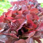 Cimmaron Romaine Lettuce Garden Seeds – 1 Lb – Non-GMO, Heirloom