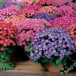 Jester Mix Ceneraria Flower Seeds – 100 Seeds – Annual Flower Garden