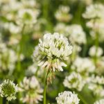 White Dutch Clover Seeds – 1 Lb – Lawn, Pasture & Cover Crop Seeds