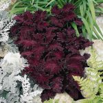 Black Dragon Coleus Seeds -1000 Seeds -Decorative House & Garden Plant