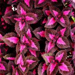 Chocolate Covered Cherry Coleus – 100 Seeds – House Decorative Plant