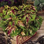 Kong Series Coleus-Mosaic -100 Seeds-Ornamental House & Garden Plant