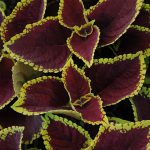 Kong Series Coleus -Scarlet -100 Seeds -Ornamental & Decorative Plant