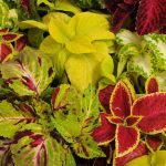 Rainbow Mix Coleus-.25 Oz-Decorative & Ornamental House & Garden Plant