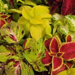 Wizard Coleus – Mix – 1000 Seeds – Decorative House & Garden Plant