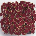 Wizard Coleus – Scarlet – 1000 Seeds – Ornamental House & Garden Plant