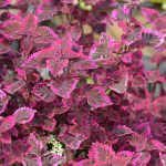 Wizard Coleus-Velvet Red-1000 Seeds-Decorative House & Garden Plant