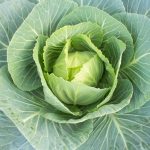 Vates Collards Seeds – 1 Oz – Heirloom Collard Greens Vegetable Garden