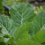 Georgia Southern Collards Seeds – 5 Lb – Heirloom Vegetable Gardening