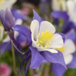 Blue & White Swan Columbine – 100 Seeds – Perennial Flower Garden