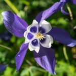 Colorado Blue Columbine Flower – 1 Oz – Perennial Wild Flower Garden