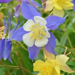 McKansas Giant Columbine- .25 Oz – Bright Color Mix Perennial Flowers