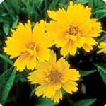 Early Sunrise Coreopsis Flower Seeds – 1000 Seeds – Perennial Flowers