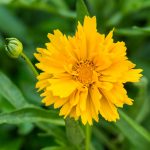 Presto Coreopsis Flower Seeds – 100 Seeds – Perennial Flower Garden