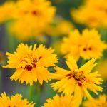 Rising Sun Coreopsis Flower Seeds – 1000 Seeds – Perennial Flower