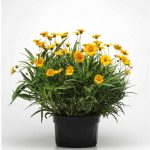 Sunfire Coreopsis Flower Seeds – 1000 Seeds – Perennial Flower Garden