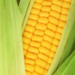 Goldan Bantam 12 Corn Garden Seeds – 1 Lb – Non-GMO, Heirloom