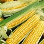 Goldan Bantam 8 Corn Garden Seeds – 1 Lb – Non-GMO, Heirloom
