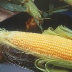 Incredible Hybrid Corn Garden Seeds – 1 Lb – Non-GMO, R/M, Vegetable