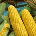 Jubilee Hybrid Corn Garden Seeds – 1 Lb. – Non-GMO Vegetable Gardening