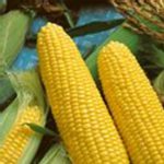 Jubilee Hybrid Corn Garden Seeds (Treated) – 25 Lb Bulk – Microgreens