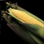 Kandy Korn Hybrid Corn Garden Seeds – 1 Lb – Non-GMO Vegetable