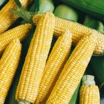 Lancelot Hybrid Corn Garden Seeds (Treated) – 1,000 Seeds – Non-GMO