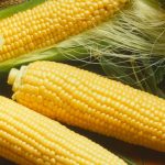 Miracle Hybrid Corn Garden Seeds (Treated) – 50 Lb Bulk – Non-GMO