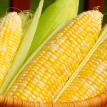 Native Gem Hybrid Corn Garden Seeds – 10,000 Seeds – Non-GMO