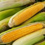 NK 199 Hybrid Corn Garden Seed – 50 Lb Bulk – Non-GMO, Gardening Seeds