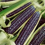Blue Hopi Corn Garden Seeds – 25 Lb Bulk – Non-GMO, Heirloom