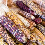 Carousel Ornamental Corn Garden Seeds – 1 Lb – Non-GMO, Heirloom