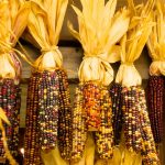 Ornamental Indian Corn Garden Seeds – 5 Lb – Heirloom, Decorative