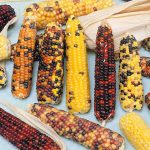 Multicolored Broom Corn Garden Seeds – 1 Lb – Non-GMO Vegetable Seed