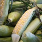 Parfait Hybrid Corn Garden Seeds (Treated) – 1,000 Seeds – Non-GMO