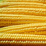 Robust yellow Hulles Hybrid Popcorn Garden Seeds- 25 Lb Bulk – Non-GMO
