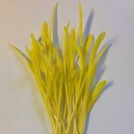 Yellow Popcorn Garden Seeds – 5 Lb – Non-GMO, Organic, Heirloom