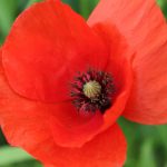 American Legion Corn Poppy Flower Garden Seeds – 4 Oz – Wildflower