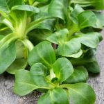 Dutch Broad Leaved Corn Salad Mache Seeds – 1 Oz – Non-GMO Vegetable