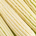Silver King Hybrid Corn Garden Seeds-25 Lb Bulk-White Sweet Corn (SE)