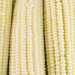 Silver Queen Hybrid Corn Garden Seed – 1 Lb – Non-GMO White Sweet Corn