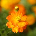 Bright Lights Cosmos Flower Seeds – 1 Oz – Annual – Cosmos sulphureus