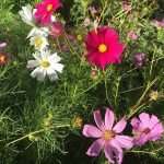 Sensation Mix Cosmos Flower Seeds – 4 Oz – Multicolor Blend