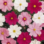 Sonata Mix Cosmos Flower Seeds – 500 Seed Packet – Annual Gardening
