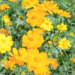 Sunny Series Cosmos Flower Seeds – Gold – 500 Seed Packet – Annual